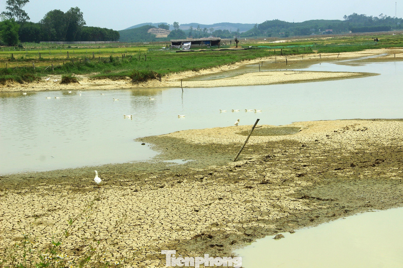 Những ngày qua, nắng nóng kéo dài khiến mực nước tại đập Giếng Tợi, xã Nghi Văn, huyện Nghi Lộc, Nghệ An xuống nhanh chóng, lòng hồ khô nứt nẻ. Ông Ngô Văn Thắng, cán bộ nông nghiệp xã Nghi Văn cho biết: “Đặc thù của các hồ đập là lượng nước tích trữ phụ thuộc hoàn toàn vào nước mưa. Tuy nhiên, thời gian qua nắng gắt, mưa rất ít, nước bốc hơi nhanh. Dự kiến thời gian tới nếu tiếp tục không có mưa thì lượng nước ở các hồ đập còn lại sẽ nằm ở mực nước chết, hàng trăm ha lúa hè thu dự kiến không thể gieo cấy đúng thời vụ”. Những ngày qua, nắng nóng kéo dài khiến mực nước tại đập Giếng Tợi, xã Nghi Văn, huyện Nghi Lộc, Nghệ An xuống nhanh chóng, lòng hồ khô nứt nẻ. Ông Ngô Văn Thắng, cán bộ nông nghiệp xã Nghi Văn cho biết: “Đặc thù của các hồ đập là lượng nước tích trữ phụ thuộc hoàn toàn vào nước mưa. Tuy nhiên, thời gian qua nắng gắt, mưa rất ít, nước bốc hơi nhanh. Dự kiến thời gian tới nếu tiếp tục không có mưa thì lượng nước ở các hồ đập còn lại sẽ nằm ở mực nước chết, hàng trăm ha lúa hè thu dự kiến không thể gieo cấy đúng thời vụ”.