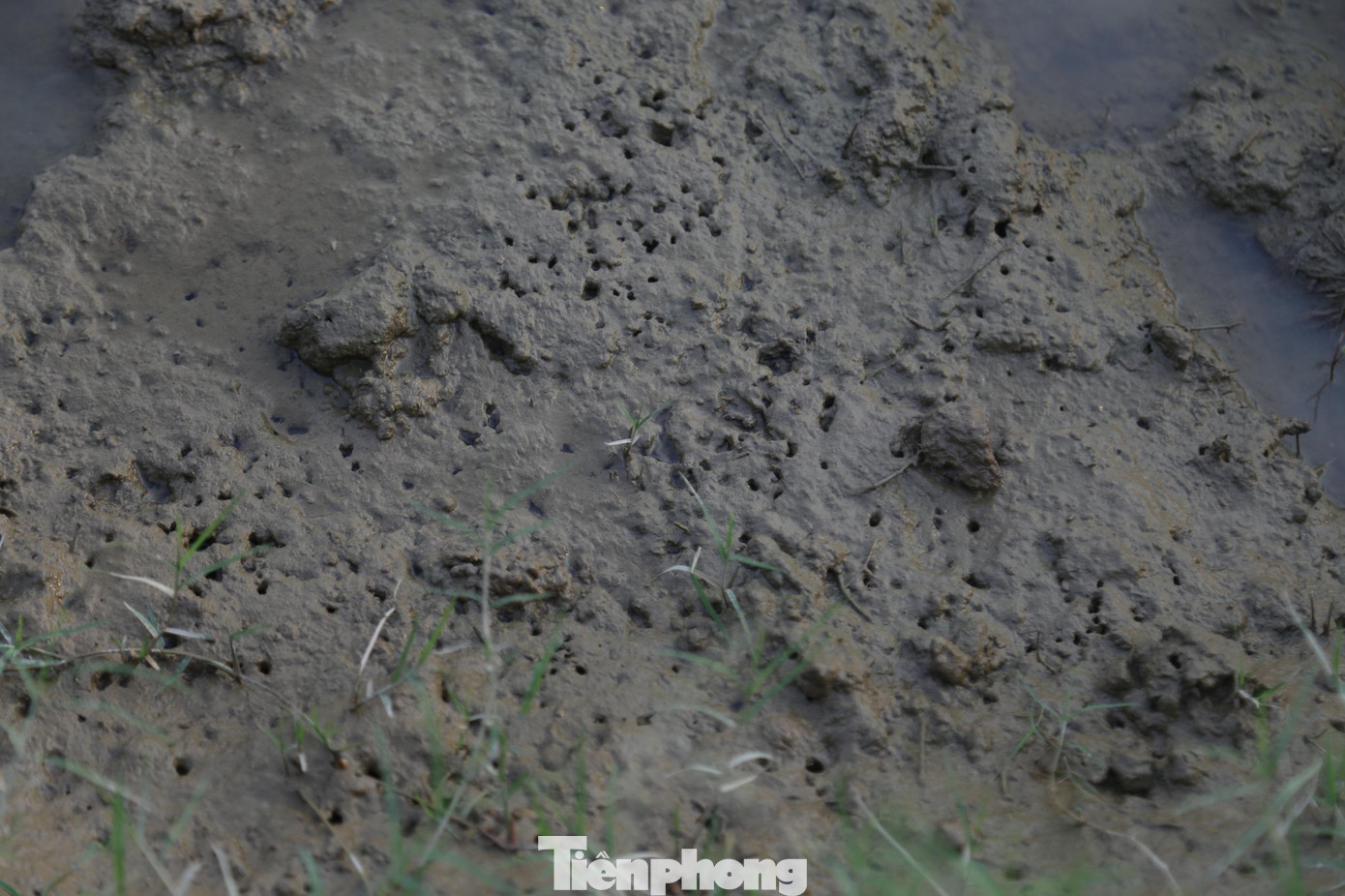 Ông Phạm Văn Vị (trú xóm Phú Xuân, xã Châu Nhân) cho biết, trước khi giăng lưới, ông đã cày bừa kỹ ruộng rươi. Theo kinh nghiệm săn rươi, thửa ruộng nào có nhiều những lỗ nhỏ như đầu đũa ở trên mặt ruộng, thì ruộng đó nhiều rươi. Ông Phạm Văn Vị (trú xóm Phú Xuân, xã Châu Nhân) cho biết, trước khi giăng lưới, ông đã cày bừa kỹ ruộng rươi. Theo kinh nghiệm săn rươi, thửa ruộng nào có nhiều những lỗ nhỏ như đầu đũa ở trên mặt ruộng, thì ruộng đó nhiều rươi.