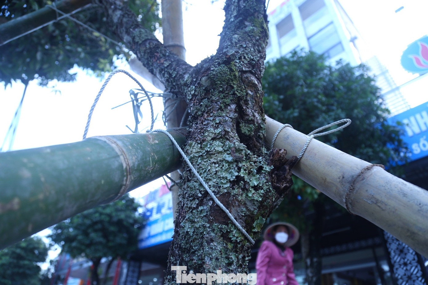 Thân cây rêu phong như mọc ra từ cổ tích