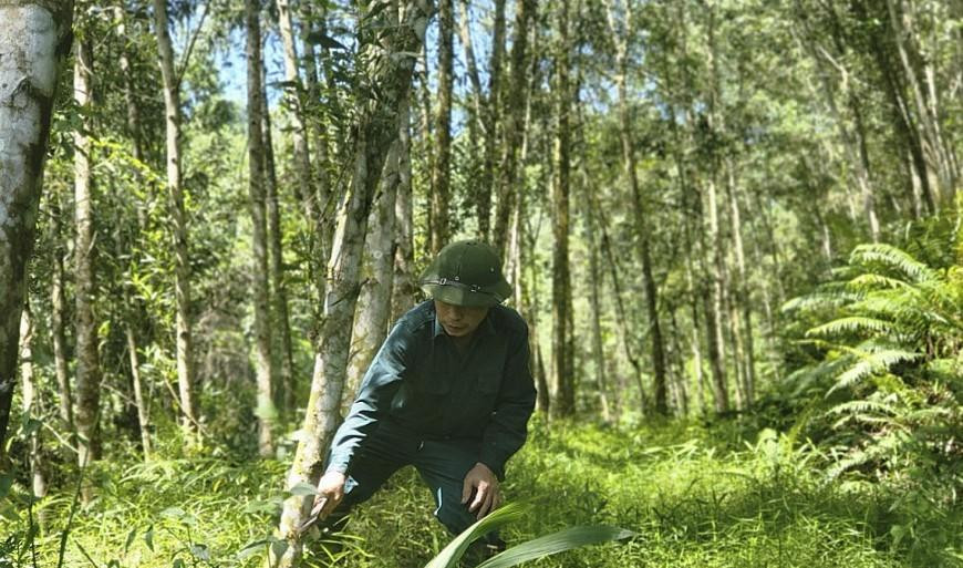 Trồng rừng gỗ lớn ở xã Thanh Thủy, huyện Thanh Chương, Nghệ An Trồng rừng gỗ lớn ở xã Thanh Thủy, huyện Thanh Chương, Nghệ An