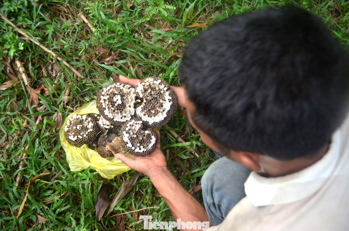 “Mọi năm đi săn ong về, tôi bán nguyên tổ hoặc tách nhộng rồi vứt bỏ sáp ong. Năm nay, sáp ong còn đắt gấp nhiều lần nhộng ong vàng. Tuy nhiên, sáp ong vàng rất nhẹ. Mỗi ngày đi săn về, khi đã tách nhộng xong, sáp ong cũng chỉ được vài lạng. Phải gom nhiều ngày mới có bán cho thương lái”, anh Hiệp chia sẻ. “Mọi năm đi săn ong về, tôi bán nguyên tổ hoặc tách nhộng rồi vứt bỏ sáp ong. Năm nay, sáp ong còn đắt gấp nhiều lần nhộng ong vàng. Tuy nhiên, sáp ong vàng rất nhẹ. Mỗi ngày đi săn về, khi đã tách nhộng xong, sáp ong cũng chỉ được vài lạng. Phải gom nhiều ngày mới có bán cho thương lái”, anh Hiệp chia sẻ.