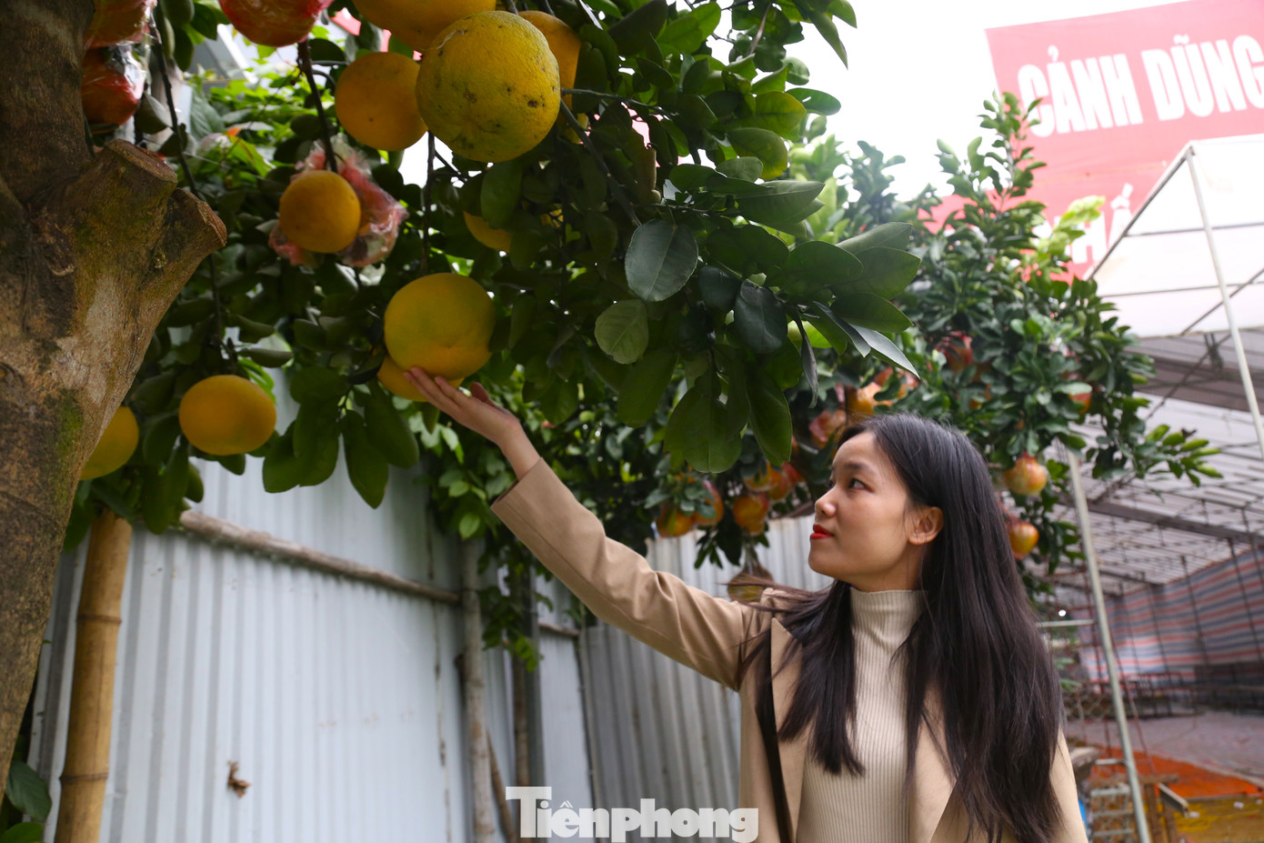 Chị Nguyễn Thu Hà "chốt" mua một cây bưởi cảnh với giá 35 triệu đồng. "Tôi mua về trưng bày tại cơ quan. Mua sớm dễ chọn được chậu đẹp, ưng ý, giá cả cũng sẽ có phần "mềm" hơn sát Tết", chị Hà cho hay.