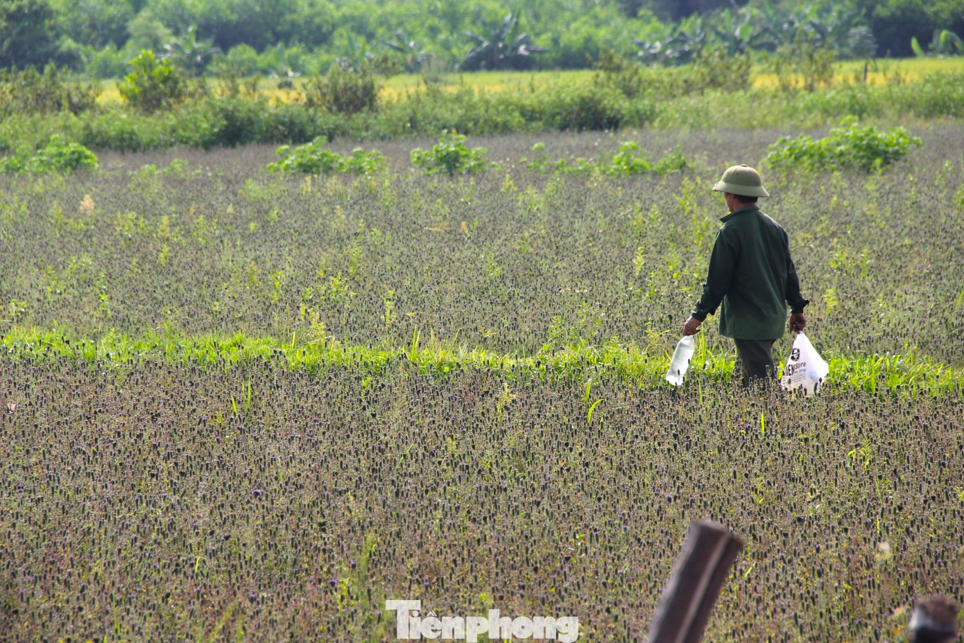 Nhờ dày công chăm sóc, hơn 5 sào nhân trần vụ này của gia đình ông Phạm Văn Hồng (55 tuổi, trú xã Tiến Thành, huyện Yên Thành) đạt năng suất khá cao. “Chi phí bỏ ra trồng cây nhân trần không lớn, tuy nhiên công chăm sóc, làm cỏ rất lớn. Với hơn 5 sào sẽ được hơn 8 tạ cây phơi khô, mang về thu nhập cả vụ gần 30 triệu đồng”, ông Hồng chia sẻ.
