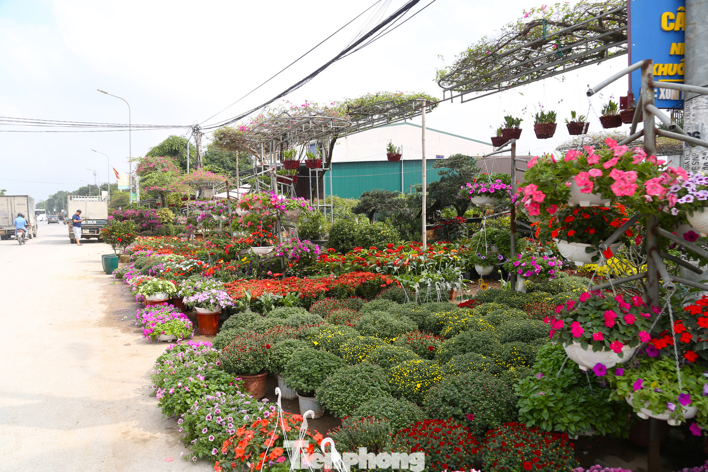 Làng hoa, cây cảnh Kim Chi, Kim Phúc (xã Nghi Ân, thành phố Vinh, Nghệ An) được xem là thủ phủ hoa, cây cảnh của TP Vinh. Thời điểm này, các nhà vườn đã bắt đầu nhập về số lượng lớn hoa để phục vụ nhu cầu khách hàng dịp Tết Nguyên đán.