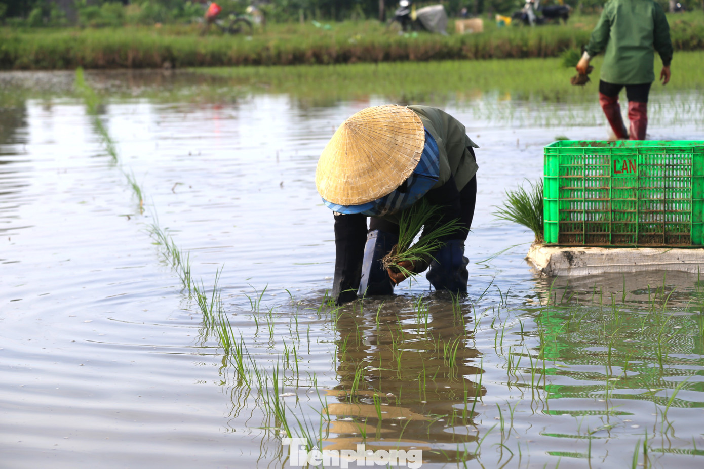 “Để kịp tiến độ, nhiều ngày nay nhà tôi cấy liên tục, trưa mang bánh chưng, mang cơm ra đồng, ăn trưa ngay tại đồng. Những ngày này ngoài việc chú ý mực nước trong ruộng, chúng tôi còn phải để ý tới thời tiết, để đi cấy không bị cóng tay”, bà Huệ chia sẻ.