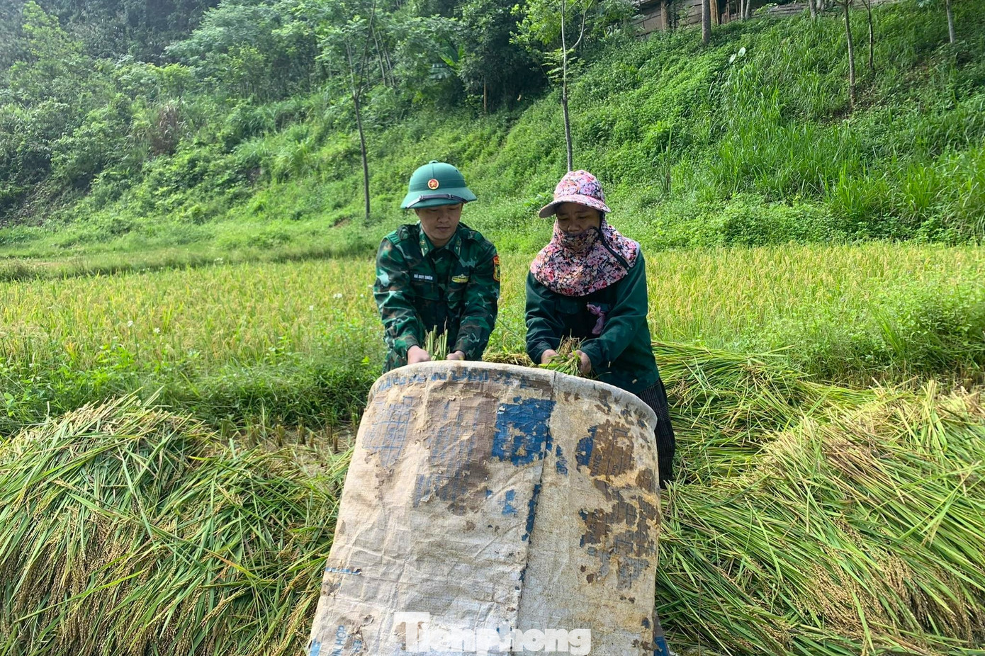 Ngoài ra, bộ đội cũng giúp dân tuốt lúa tại ruộng sau đó vận chuyển về tận nhà.