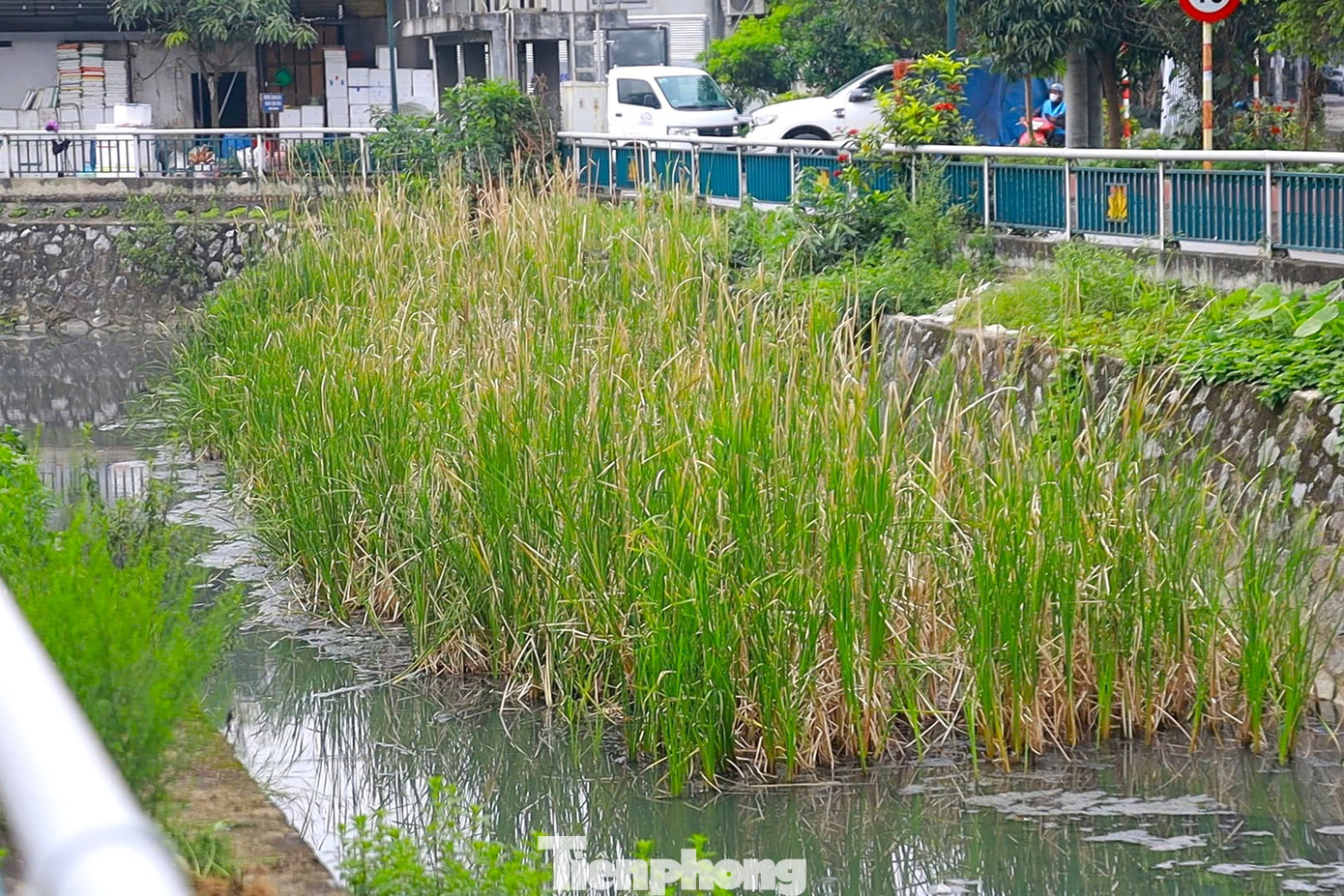Ghi nhận thực tế cho thấy, nước trong hào đen ngòm, đặc quánh bùn thải, bốc mùi xú uế. Nhiều đoạn rác thải ken đặc, cỏ mọc um tùm che kín cả lòng hào là nơi cho ruồi, muỗi sinh sống.
