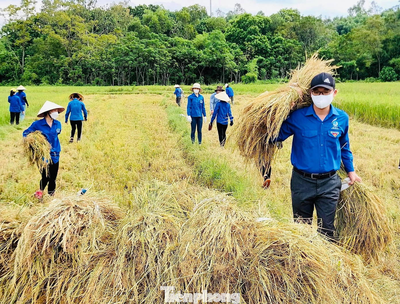 Ở những nơi ruộng cạn, máy cắt lúa xong, các tình nguyện viên thu gom, đóng bao vận chuyển về tận sân nhà cho các gia đình. Chỗ đồng sâu, máy không thể gặt thì họ trực tiếp gặt mang về cho dân.