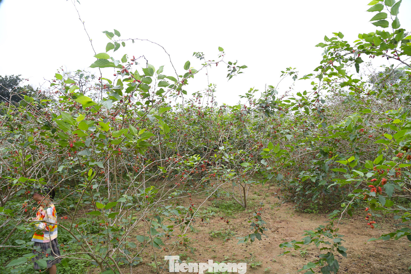 Mùa dâu tằm chín bắt đầu từ tháng Ba, kéo dài đến giữa tháng Tư dương lịch hằng năm. Đây cũng là thời điểm người dân xã Nghi Đức, TP Vinh, Nghệ An tất bật thu hoạch.