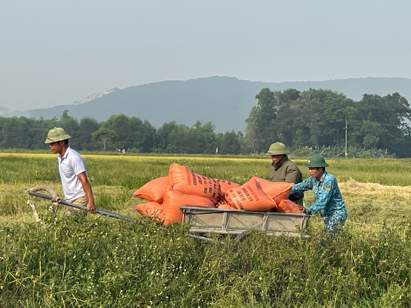 Nhiều nông dân là hàng xóm, giúp đỡ nhau tận tình để nhanh chóng đưa lúa về nhà, tránh thời tiết nóng bức như “chảo lửa” của xứ Nghệ.
