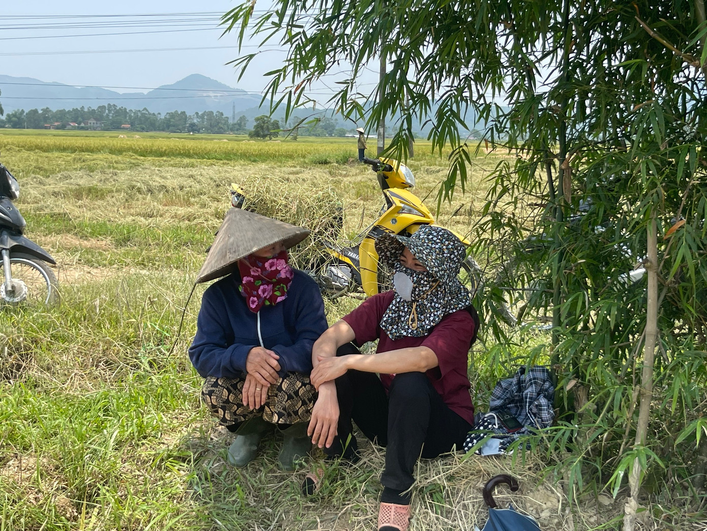 Tranh thủ nghỉ ngơi, tránh nắng nóng dưới gốc cây tre giữa cánh đồng.