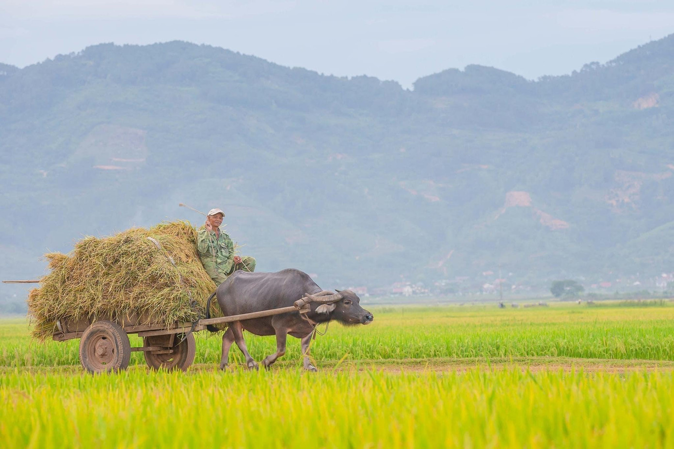 Bên cạnh máy móc hiện đại, nông dân cũng sử dụng các phương tiện truyền thống như trâu, bò để chở lúa.