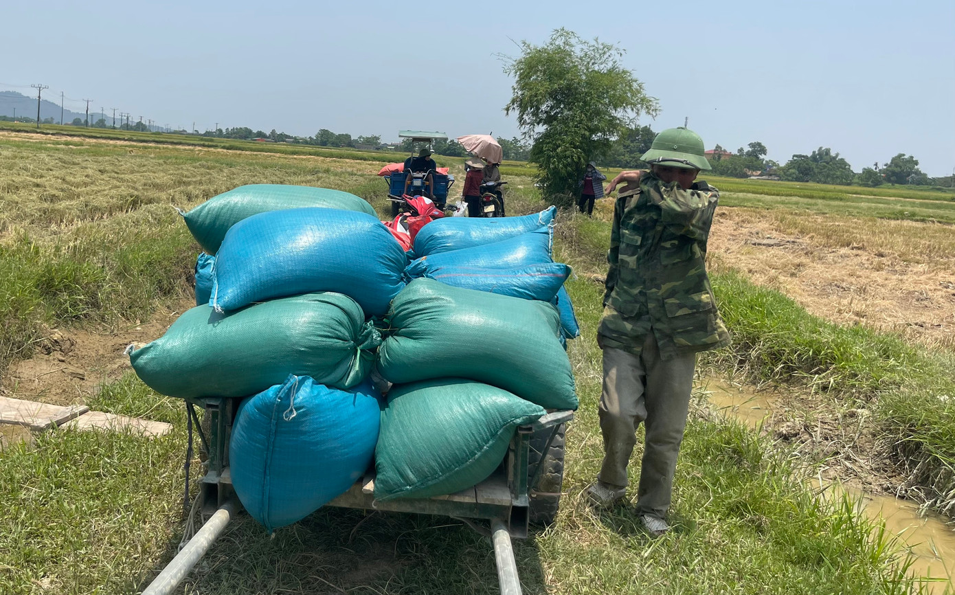 Năm nay, mùa thu hoạch lúa rơi vào đợt nắng nóng đỉnh điểm nên người nông dân vất vả hơn nhiều. Nắng nóng lên tới 38 độ C đến 40 độ C khiến nông dân liên tục phải lau mồ hôi đổ trên mặt.