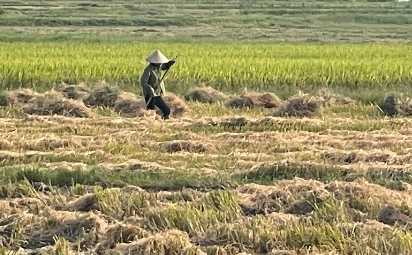 Rơm, rạ cũng được nông dân tận dụng, phơi khô để ủ phân trồng rau, dự trữ cho trâu bò. Không chỉ người dân ở Nam Đàn, nông dân các địa phương trong tỉnh Nghệ An cũng đang tập trung thu hoạch vụ lúa Đông - Xuân để chuẩn bị bước vào vụ mùa sắp tới.