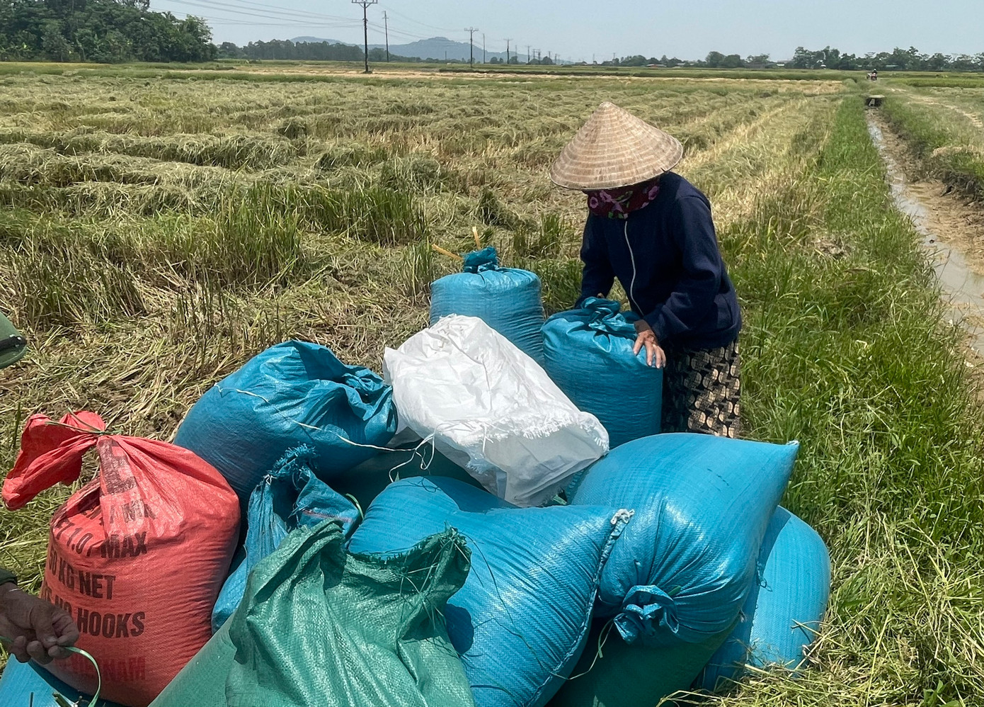 Thời tiết thuận lợi cùng với sự chăm bón của nông dân nên sản lượng lúa năm nay cao hơn năm trước. Ông Trần Huy Định (xã Kim Liên, huyện Nam Đàn) vui vẻ nói: “Năm nay, gia đình tôi gieo cấy 4 sào. Gia đình tôi thu về hơn 1,5 tấn lúa. Sau khi thu hoạch sẽ bắt đầu làm đất, ủ lúa cho vụ mùa tới.”