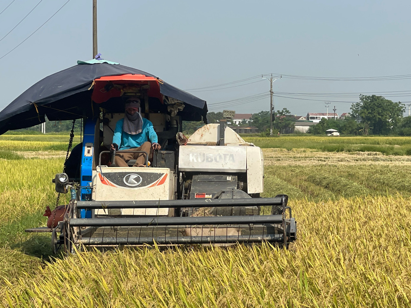 Khắp các cánh đồng ở huyện Nam Đàn, Nghệ An thời điểm này, lúa đã bắt đầu chín rộ. Nông dân tranh thủ thời tiết thuận lợi thu hoạch lúa sớm. Tiếng máy gặt đập liên hoàn, tiếng ù ù của máy tuốt xen lẫn tiếng cười của người nông dân tạo nên âm vang nhộn nhịp cả một vùng.