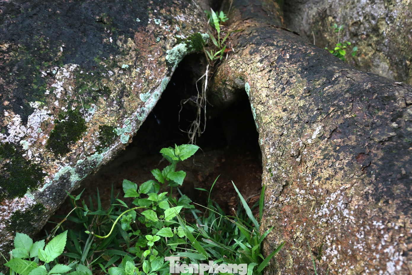 “Trước đây, gốc cây sui bị rỗng có thể trú được vài người. Trong quá trình gìn giữ, bảo tồn, chăm sóc, xung quanh gốc cây được đắp thêm đất, cộng với việc phát triển của cây, nên những lỗ rỗng này dần nhỏ lại, mọi người không thể ra vào gốc cây sui như trước”, ông Tám chia sẻ.