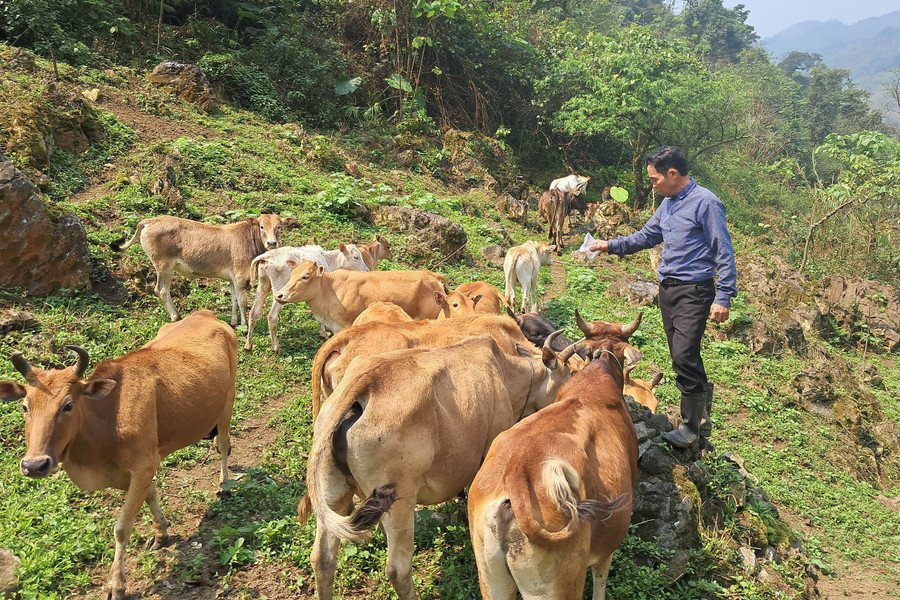 Chăn nuôi gia súc đã trở thành “điểm sáng” trong công cuộc xóa đói giảm nghèo ở huyện Kỳ Sơn, Nghệ An