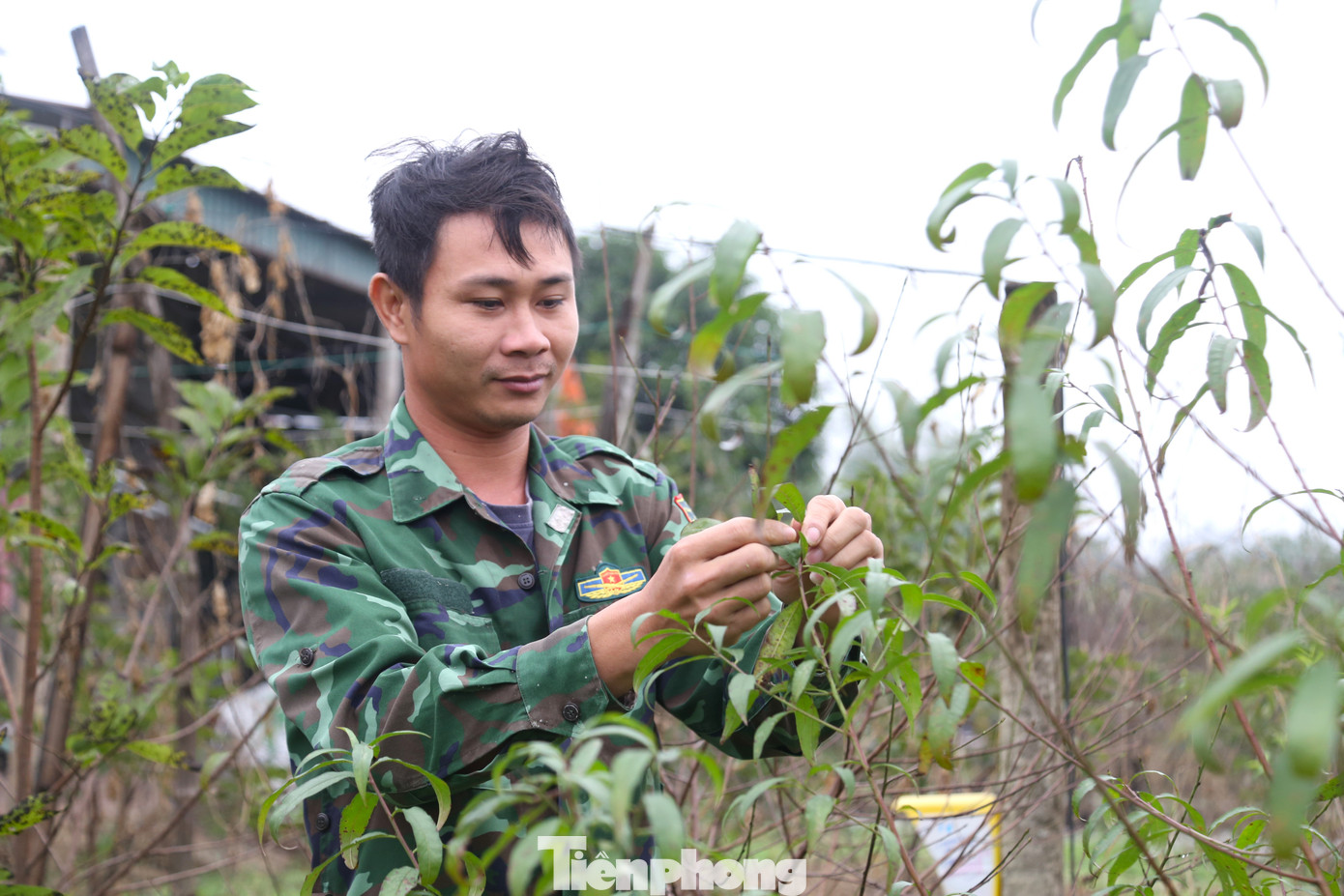 “Mỗi người trồng đào sẽ có kinh nghiệm riêng để nhận biết thời điểm thích hợp nhất cho việc tuốt lá hay để đào tự xuống lá. Thông thường sẽ tuốt lá từ khoảng 30-45 ngày tuỳ theo thời tiết. Hiện tại một số gốc đào lá tự rụng, số khác tuốt lá, một số búp đã hé mở”, anh Thắng chia sẻ.