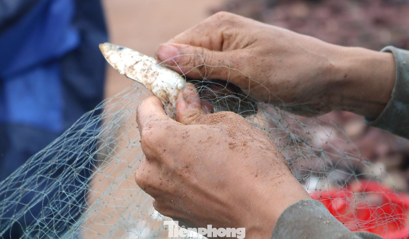 Cá trích sau khi gỡ ra khỏi lưới liền được các tiểu thương thu mua ngay tại bến; giá từ 10.000 - 25.000 đồng/kg. Bên cạnh việc dùng để chế biến thành các món ăn, cá trích còn được nhập cho các cơ sở chế nước mắm truyền thống. Cá trích sau khi gỡ ra khỏi lưới liền được các tiểu thương thu mua ngay tại bến; giá từ 10.000 - 25.000 đồng/kg. Bên cạnh việc dùng để chế biến thành các món ăn, cá trích còn được nhập cho các cơ sở chế nước mắm truyền thống.