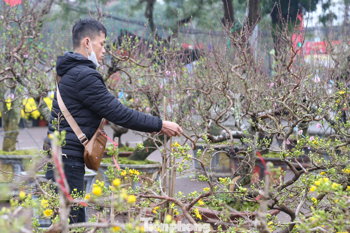Anh Nguyễn Minh (trú TP Vinh) nhập hơn 200 cây mai Bình Định về bán Tết. Theo anh Minh, năm nay kinh tế khó khăn nên thị trường mai cũng ảm đạm hơn những năm trước, giá cả cũng giảm đi phân nửa. “Năm nay, thời tiết thuận lợi nên mai dày búp, nở rất đẹp. Có nhiều loại mai cho khách hàng lựa chọn về kích thước, kiểu dáng, giá cả. Hiện, người dân chủ yếu đi xem, tham khảo giá chứ ít chốt mua” anh Minh chia sẻ.