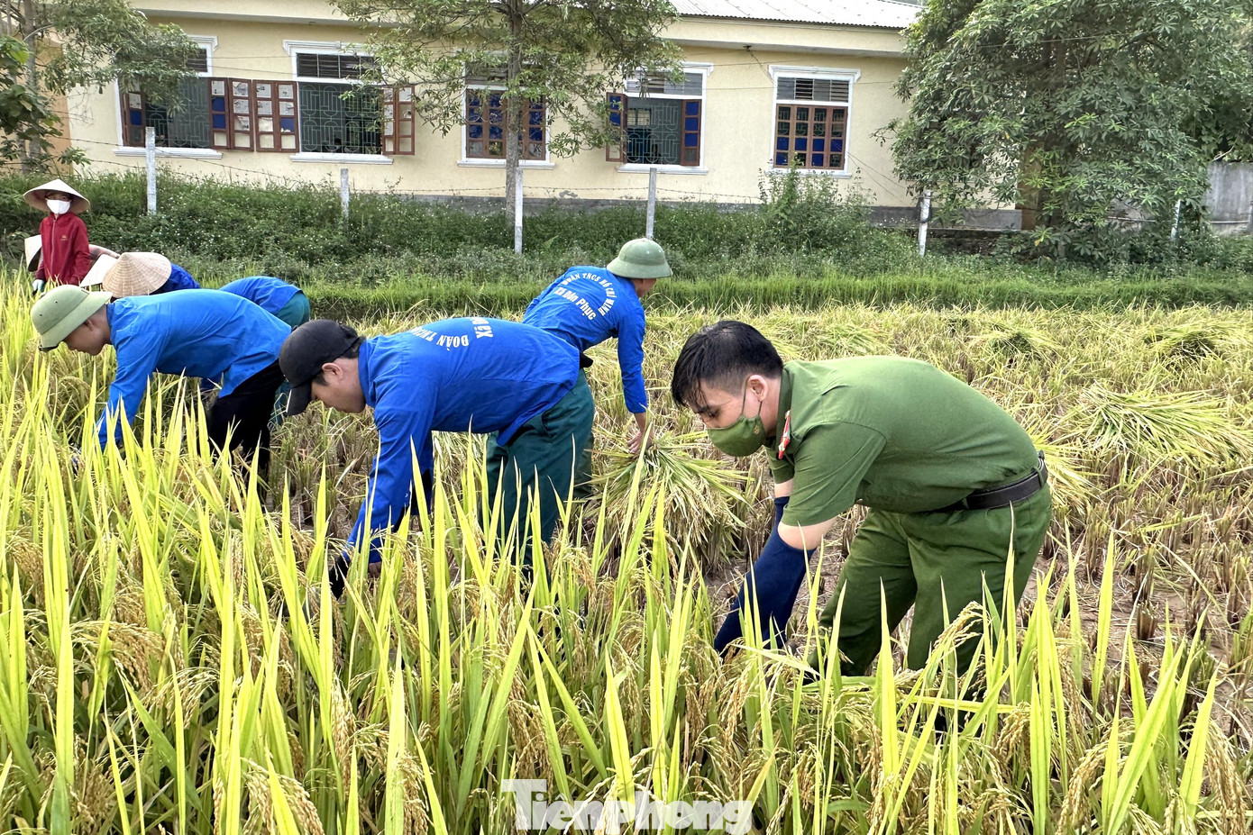 Đoàn thanh niên cùng chiến sĩ công an đã xuống đồng giúp dân thu hoạch vụ lúa đông xuân.