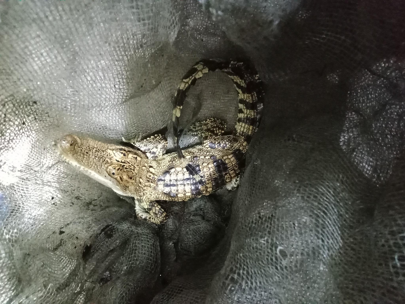 Con cá sấu được người dân phát hiện