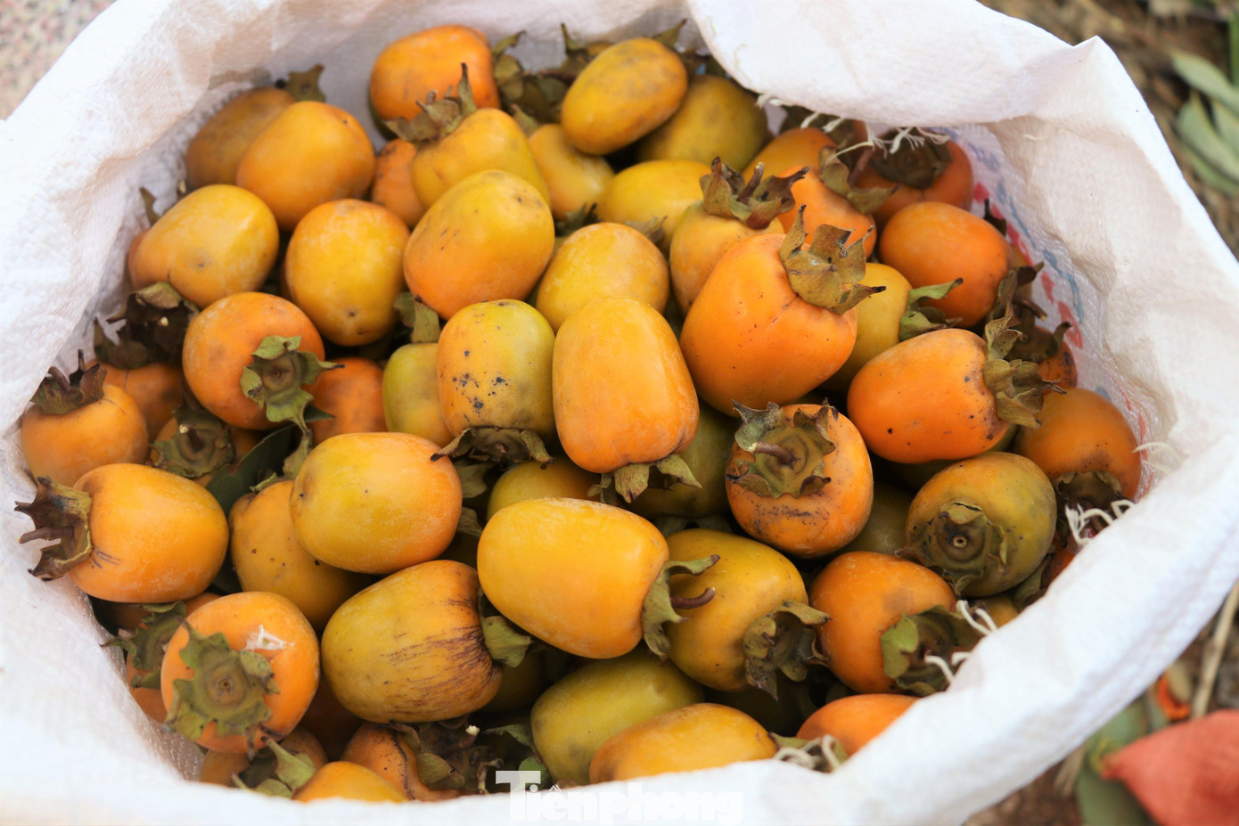 Quả hồng to đều và đẹp hơn so với các năm trước