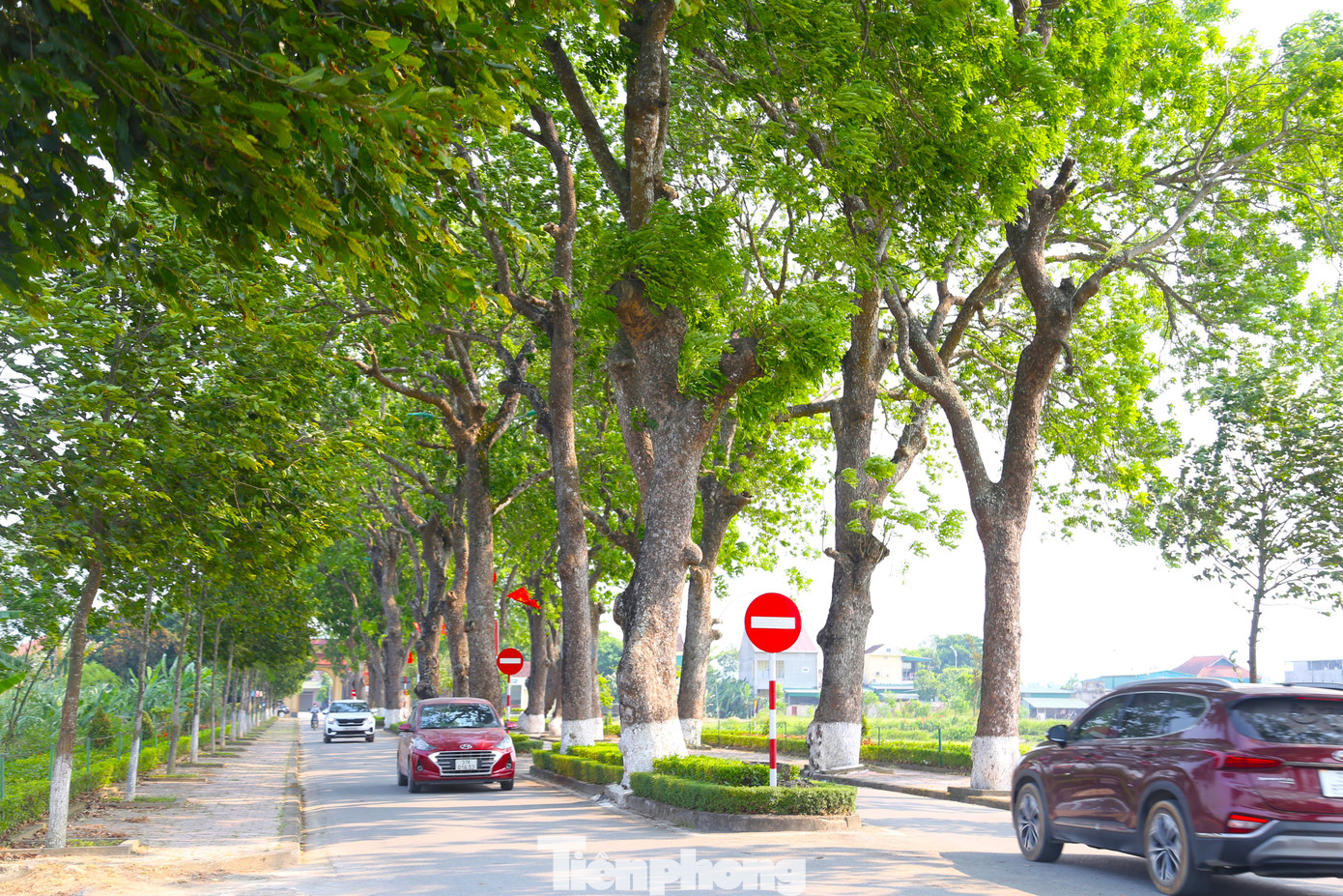 Việc chăm sóc cho cây được tiến hành thường xuyên, đảm bảo điều kiện sinh trưởng tốt nhất cho hàng xà cừ cổ thụ. Mỗi năm, trước mùa mưa bão, Ban quản lý khu di tích sẽ cắt tỉa cây để đảm bảo an toàn nên nhiều năm qua chưa có cây nào bị gãy đổ.