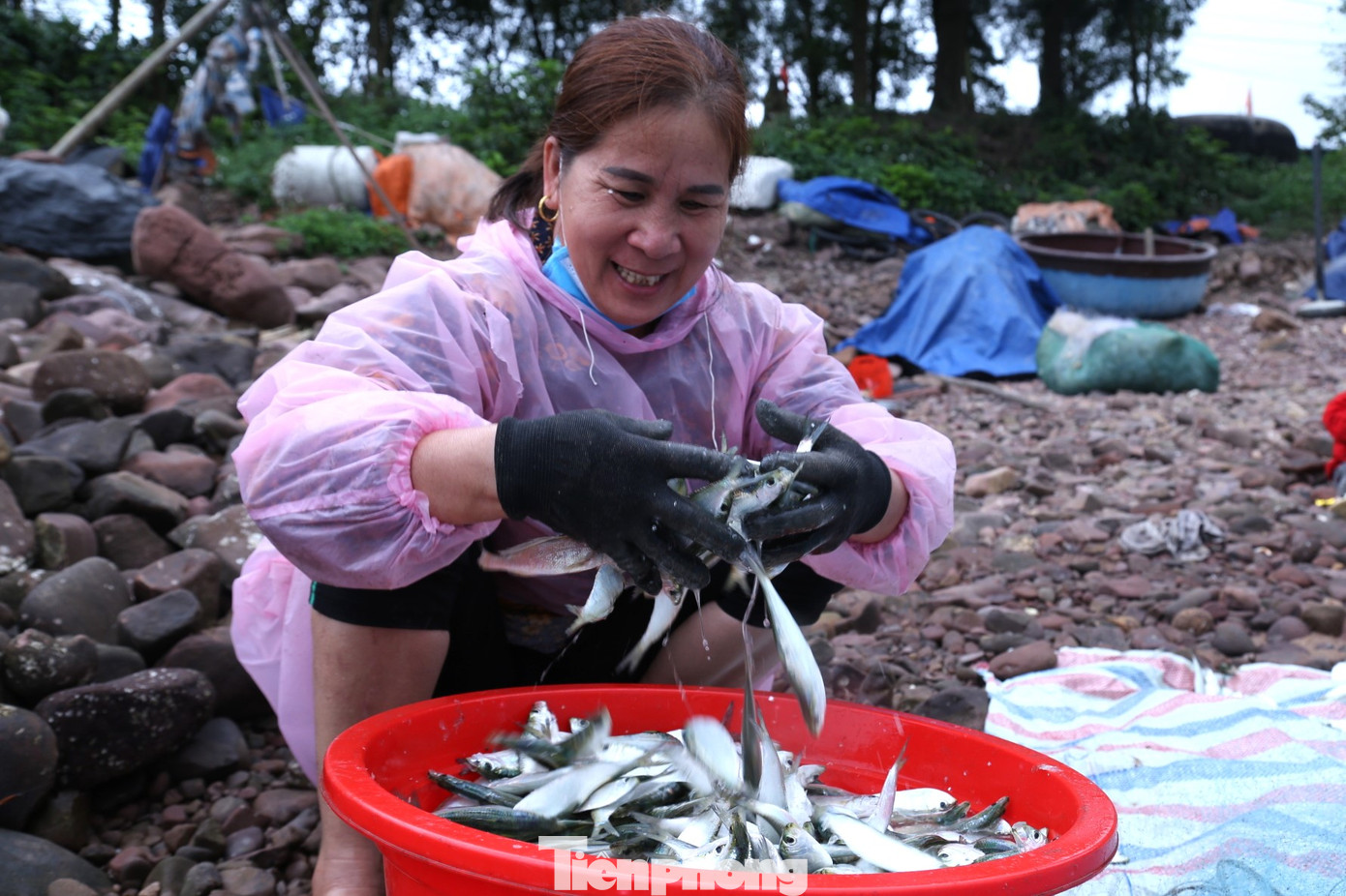 Niềm vui được mùa cá trích Niềm vui được mùa cá trích
