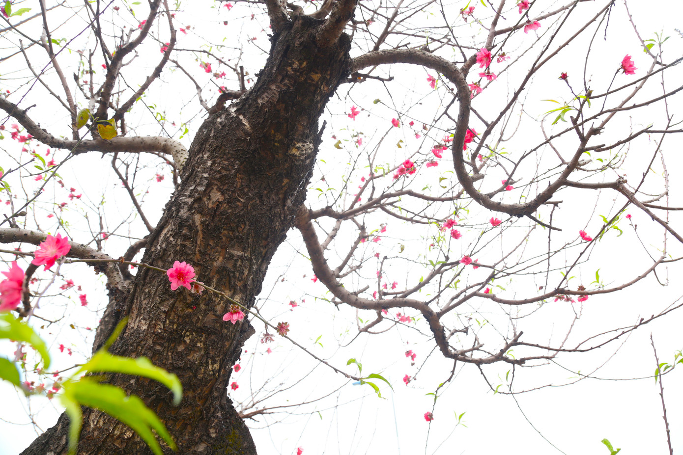 Cây đào có rất nhiều cành, hoa và chi chít nụ.