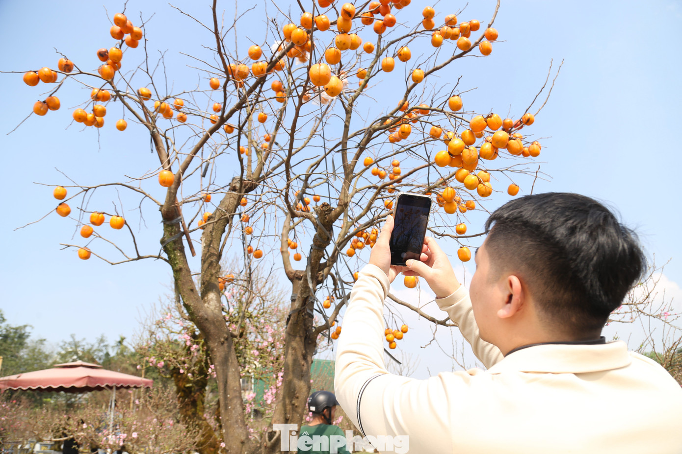 Nhiều người thích thú chụp ảnh cây hồng cổ. Nhiều người thích thú chụp ảnh cây hồng cổ.