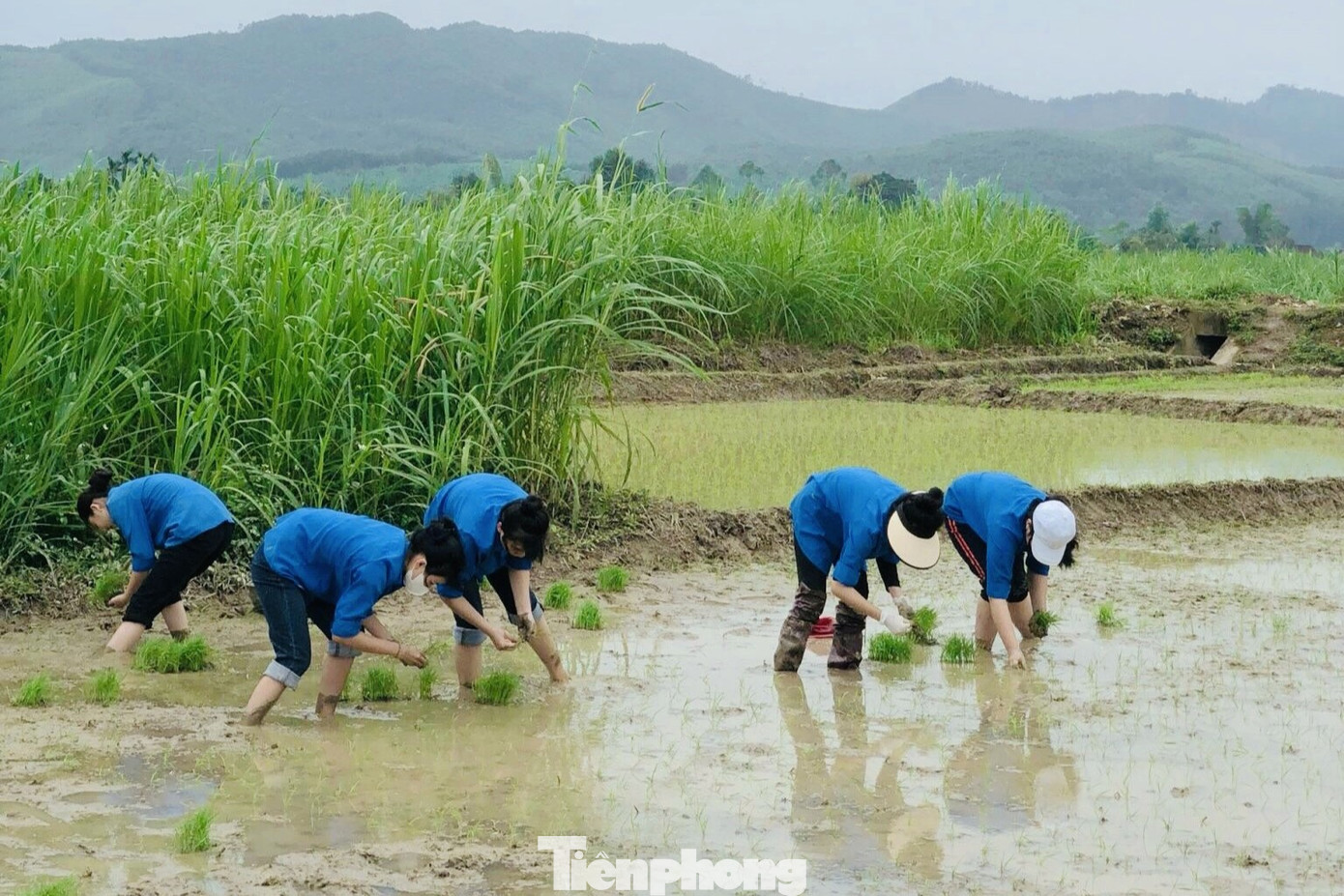 Qua rà soát và tìm hiểu về những hoàn cảnh khó khăn, đoàn viên thanh niên đã tình nguyện cấy lúa giúp gia đình ông Lô Đức Kiểm (60 tuổi, trú xóm Quang Hương, xã Châu Quang, huyện Quỳ Hợp). Gia đình ông Kiểm có hoàn cảnh khó khăn. Con cái đều đi làm ăn xa, hai ông bà sống nương tựa vào nhau. Vợ ông - bà Hà Thị Hương bị u tuyến giáp. Bình thường để gieo cấy hơn 4 sào ruộng, vợ chồng ông phải mất hơn 2 ngày mới cấy xong.