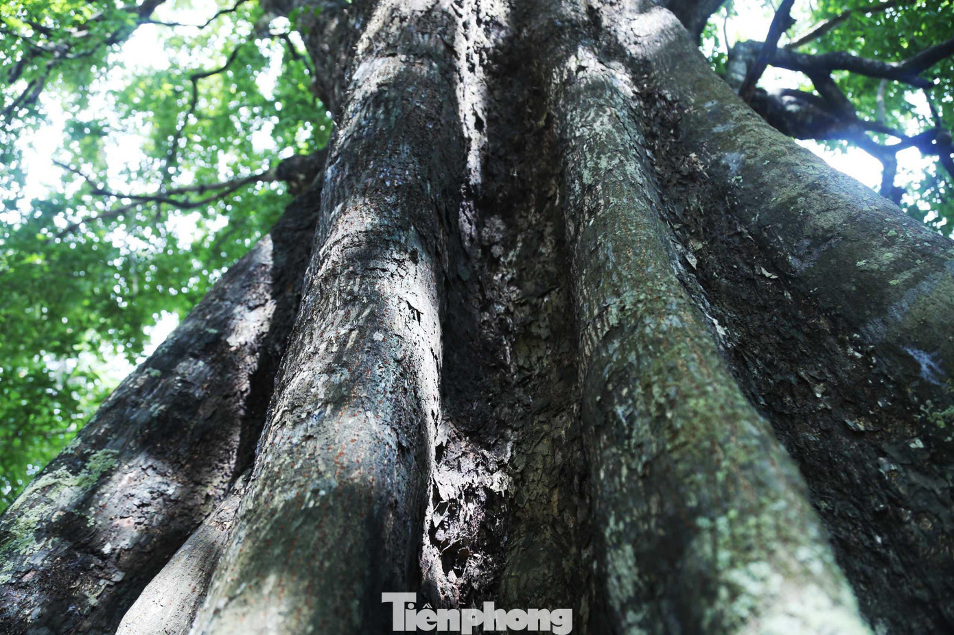 Thân cây xù xì, tối màu mang vẻ thâm u, kỳ bí.