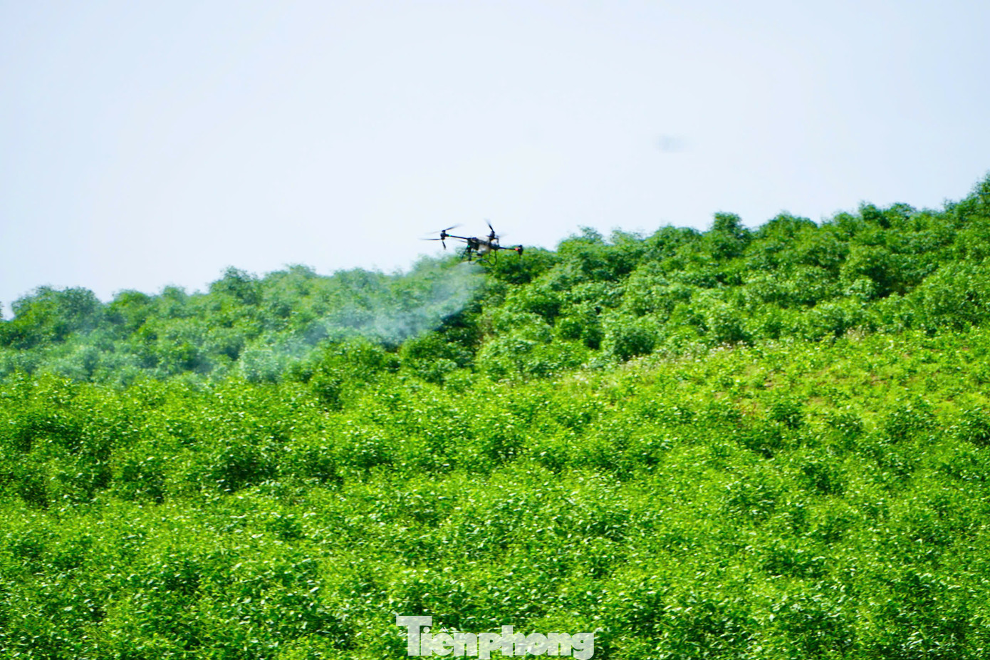 Huyện Tân Kỳ hỗ trợ người dân kinh phí, thuê drone phun thuốc bao vây phòng ngừa sâu đo