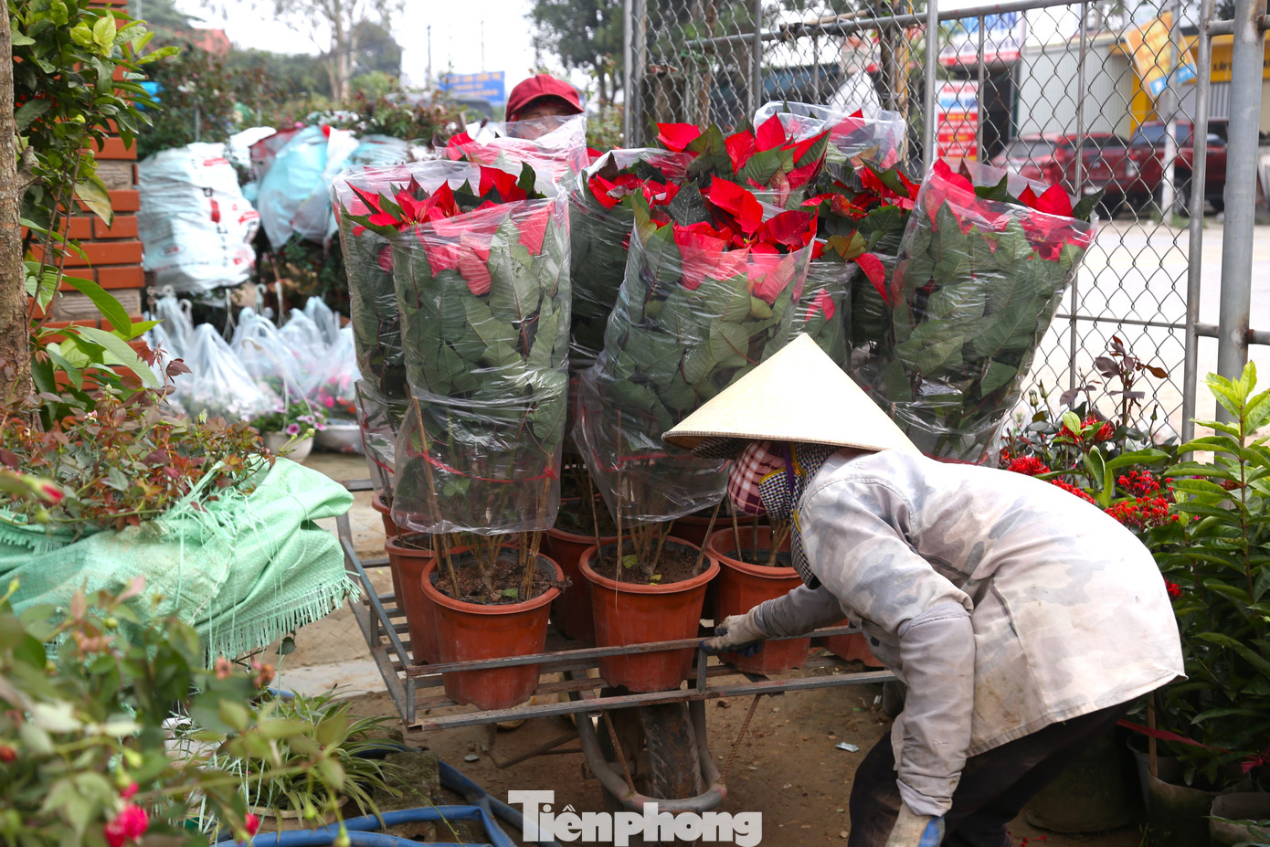 Bà Nguyễn Thị Huệ (56 tuổi, trú xã Nghi Công Bắc, huyện Nghi Lộc, Nghệ An) chia sẻ: “Thời điểm việc nhiều, ai thuê gì làm nấy. Tôi được nhà vườn thuê vận chuyển các chậu hoa, cây cảnh. Công việc nhọc nhằn hơn dọn nhà, rửa bát thuê nhưng có thu nhập cao. Mỗi ngày làm 8 tiếng có thu nhập 350.000 đồng”.