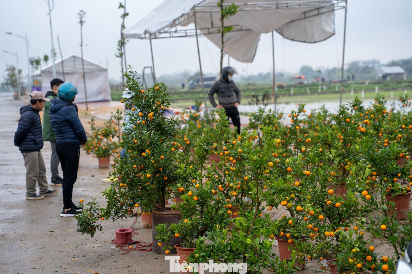 Ngoài các loại đào thì mai và quất cũng giảm giá không phanh trong ngày hôm nay nhưng vẫn ít người đoái hoài. Hàng trăm cây quất vẫn còn nằm phơi mưa ngoài đường.