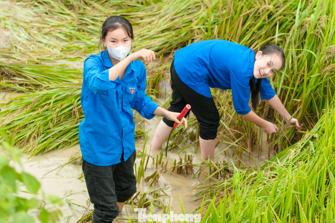 Bạn trẻ dùng liềm gặt lúa thủ công.