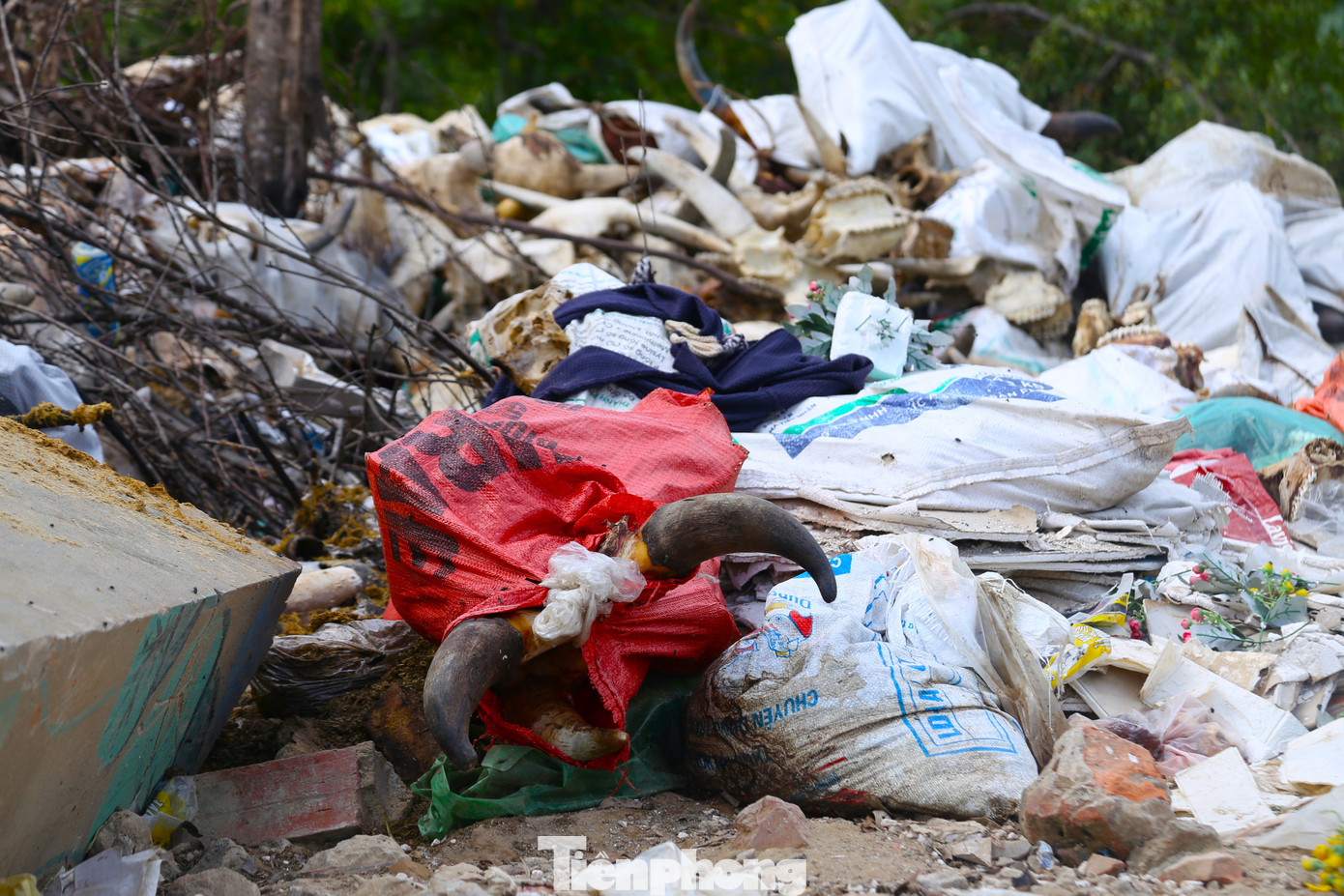 Chiếc sừng lộ ra khỏi bao tải mới bị vứt bỏ tại "nghĩa địa" trâu, bò.