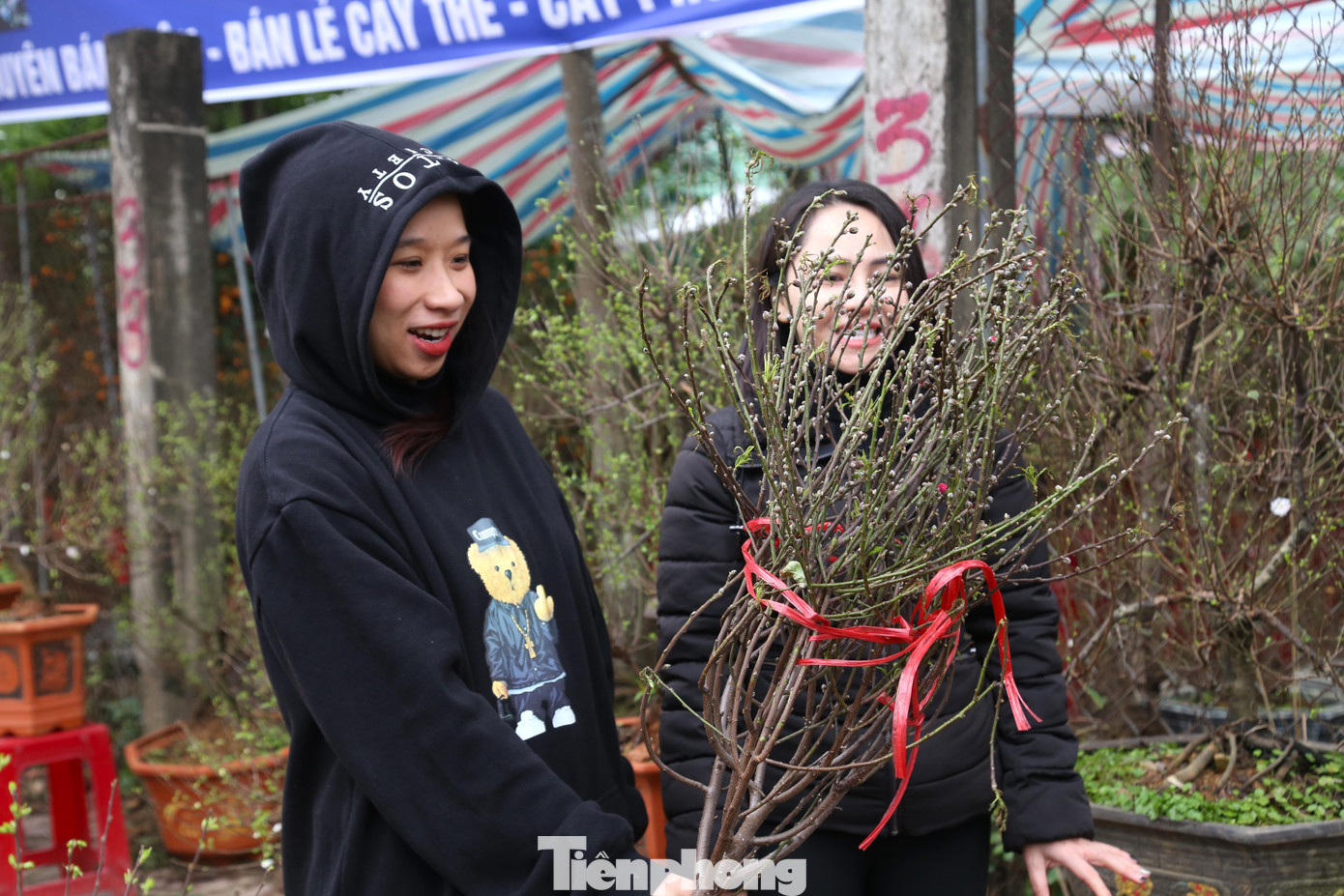 Anh Nguyễn Văn Thịnh (chủ điểm bán hoa đào tại TP. Vinh, tỉnh Nghệ An) cho biết, tâm lý nhiều người hiện nay là không thích cành đào quá to nên thường chọn những cành đào dáng nhỏ xinh, giá tiền vừa phải. “Năm nay, những cành đào mini rất dễ tiêu thụ vì mức giá phù hợp với túi tiền của nhiều người. Ngày cao điểm, tôi bán được gần 100 cành đào mini, tiền thu về dễ hơn buôn cành to”, anh Thịnh cho hay.