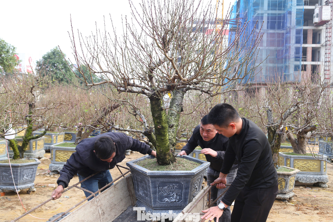 Dịp cận Tết, nhiều lao động làm nghề xe ôm, cửu vạn,… chuyển nghề sang vận chuyển thuê cây cảnh. Nếu chăm chỉ, mỗi lao động có thể kiếm được tiền triệu mỗi ngày.