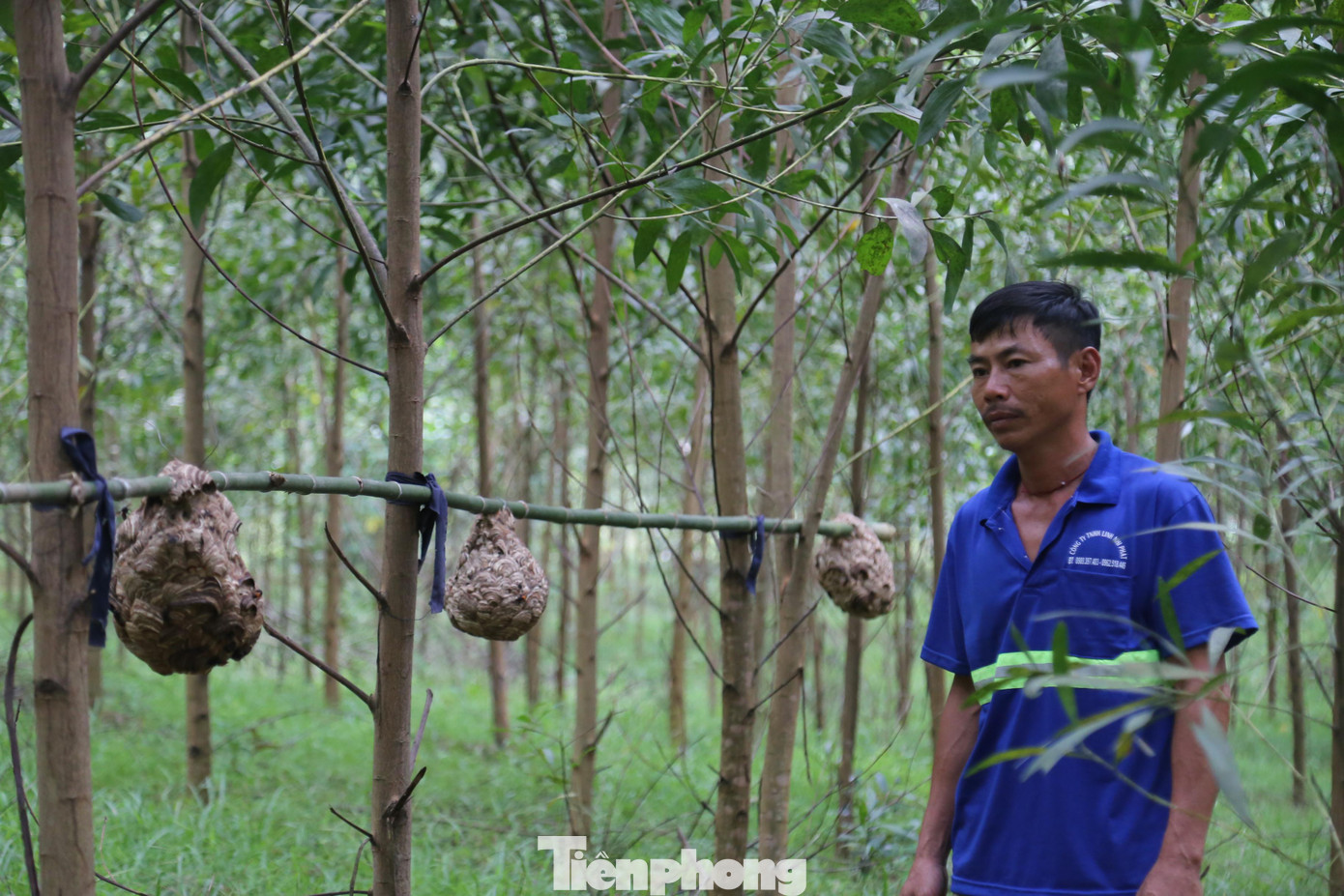 Anh Nguyễn Tư Huy (SN 1979) trú xã Thanh Hòa, huyện Thanh Chương cho biết, hiện trong vườn nhà có trên 70 tổ ong vẽ, tất cả đều được bắt từ trên rừng về. Nhà ông đã nuôi ong vò vẽ được 3 năm. Anh Nguyễn Tư Huy (SN 1979) trú xã Thanh Hòa, huyện Thanh Chương cho biết, hiện trong vườn nhà có trên 70 tổ ong vẽ, tất cả đều được bắt từ trên rừng về. Nhà ông đã nuôi ong vò vẽ được 3 năm.
