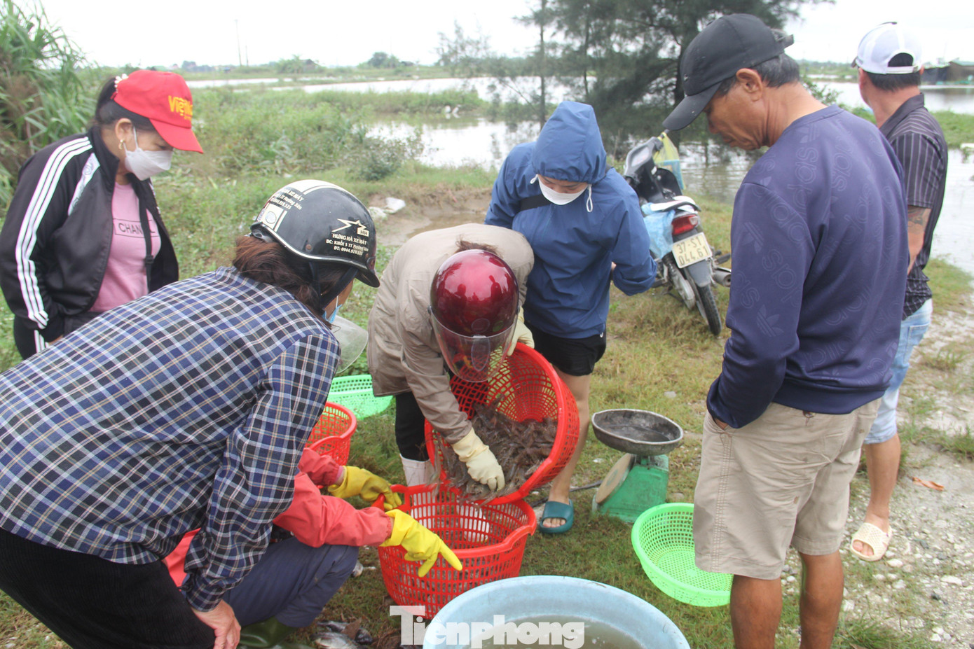 Tôm thu hoạch sớm được thương lái thu mua với giá 140.000 đồng/kg Tôm thu hoạch sớm được thương lái thu mua với giá 140.000 đồng/kg