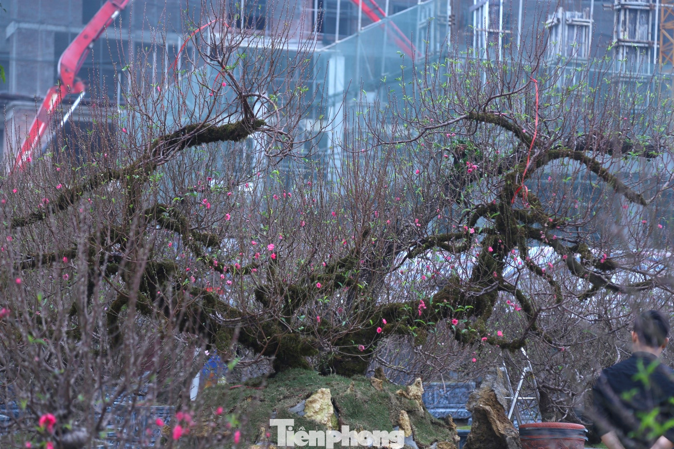 Nổi bật trong số đó là cây đào Nhật Tân thế rồng cao 4m, đường kính khoảng 7m.