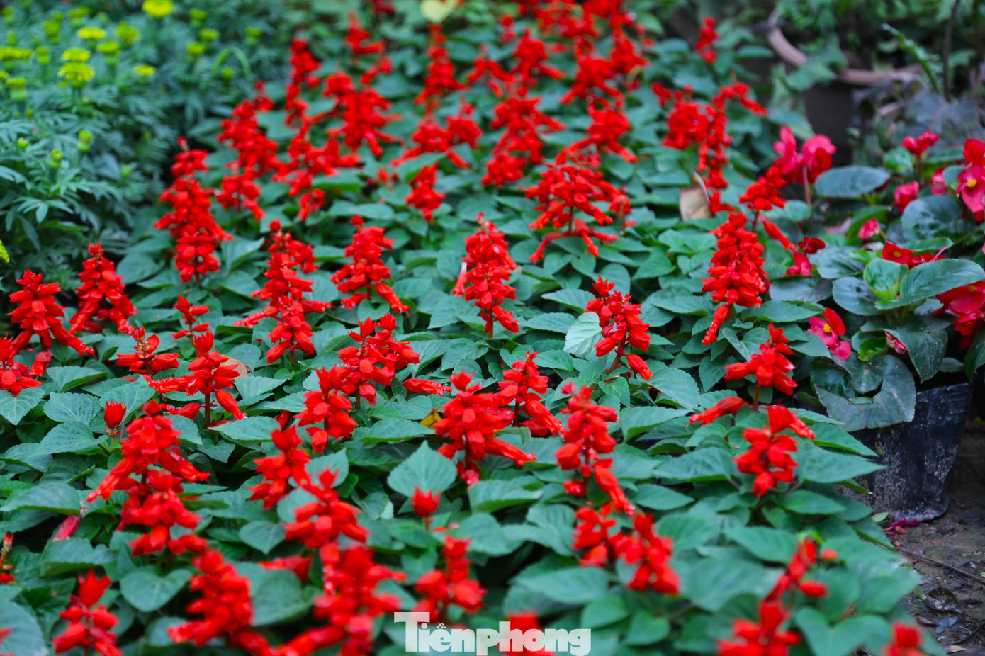 Mặt hàng hoa khá đa dạng với nhiều chủng loại, nhiều mức giá.