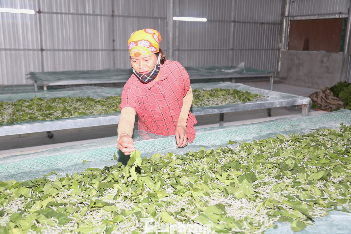 Kinh nghiệm gần 30 năm trồng dâu, nuôi tằm, chị Hà Thị Tình (SN 1970) đã thấu hiểu được đặc tính của tằm. “Nuôi tằm không khó, chỉ cần cho ăn đúng quy trình, hiểu được đặc tính của tằm thì rất dễ chăm và đạt hiệu quả cao”, chị Tình chia sẻ.