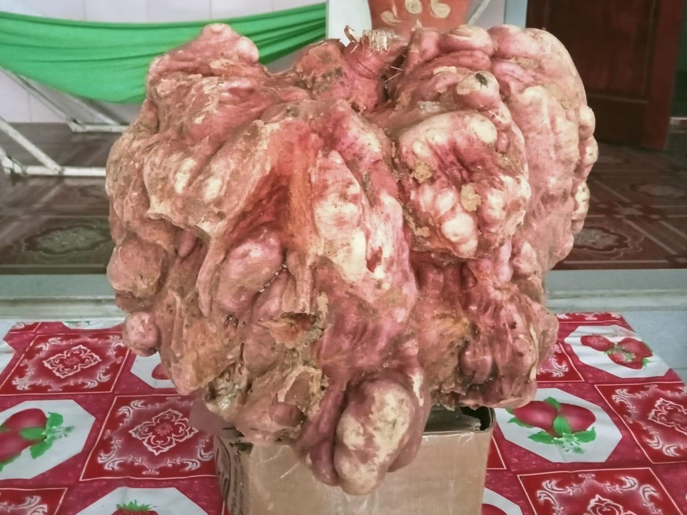 Củ khoai lang 'khủng' nặng 9kg