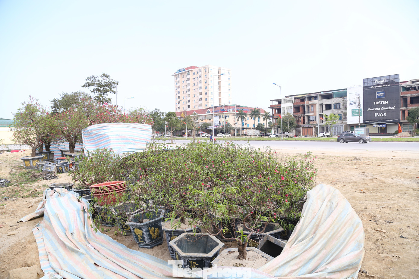 Thông thường, người dân thường mua cây cảnh chưng Tết trước thời khắc giao thừa, song đến nay, đã ngày mùng 9 Tết (ngày 18/2) nhưng vẫn còn những gốc đào, quất nằm trên vỉa hè chờ người mua. Trong ảnh, hàng chục gốc đào ế ẩm được tiểu thương che chắn trên tuyến đường 72m, TP Vinh, Nghệ An,