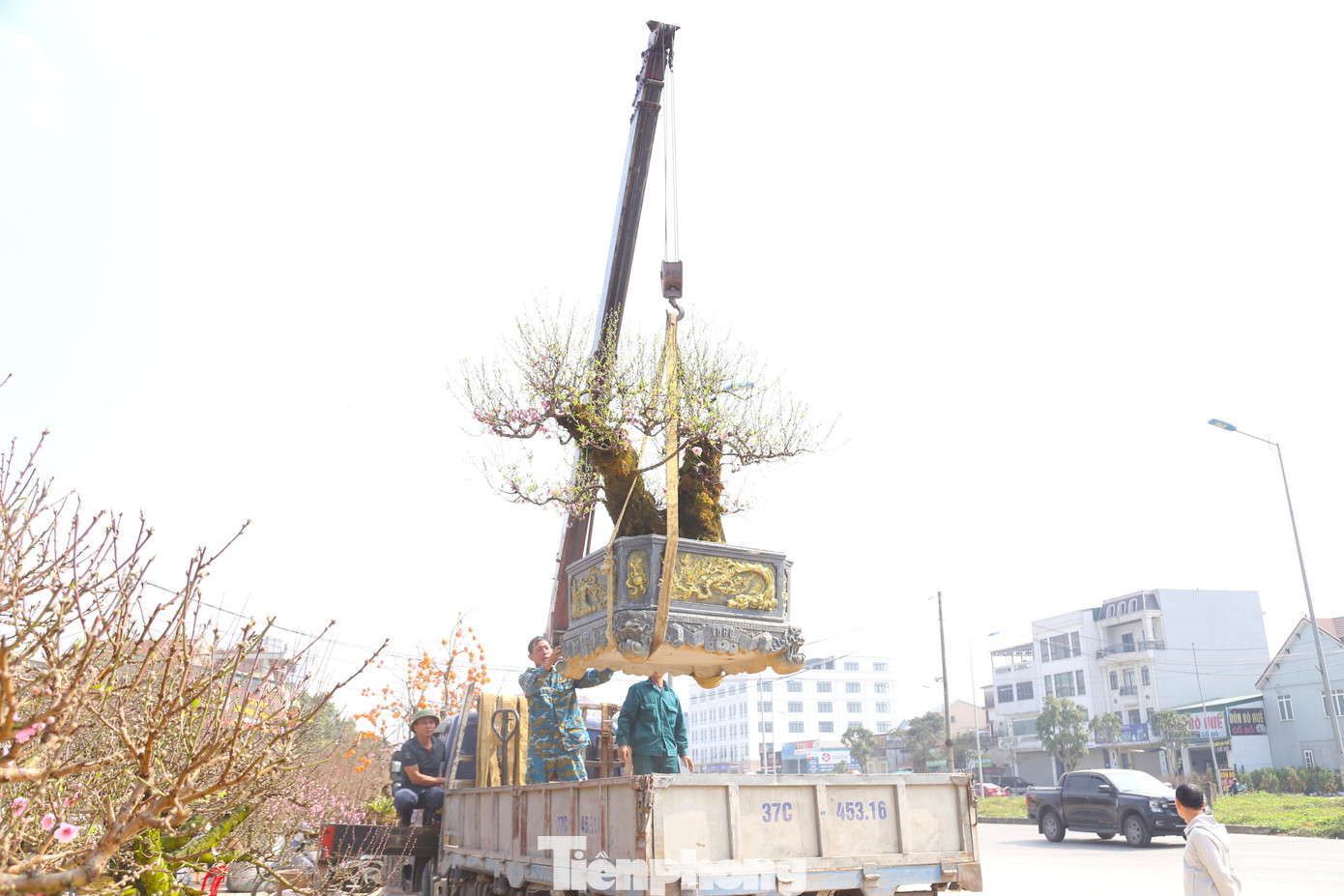 Bên cạnh xe máy, xích lô, xe kéo… một số nhóm còn dùng xe tải, xe cẩu nhỏ để vận chuyển thuê cây cảnh.