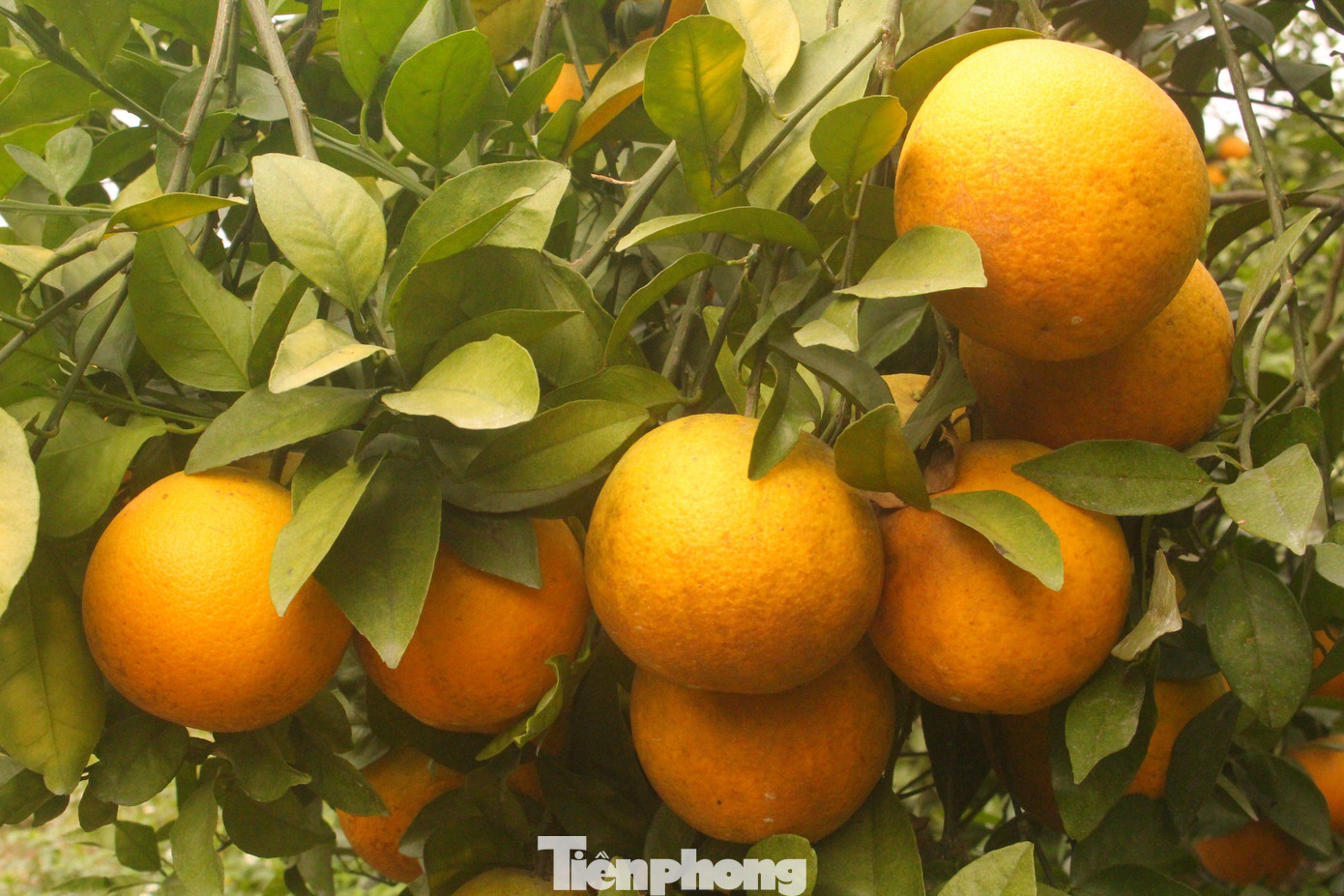 Những chùm cam lúc lỉu quả, chín mọng Những chùm cam lúc lỉu quả, chín mọng